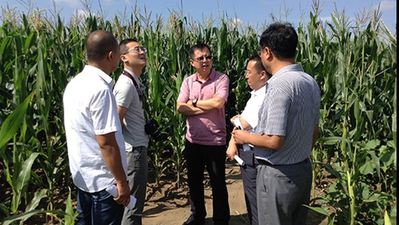 888腾博会节水集团吉林玉米地埋式滴灌试验功效显著